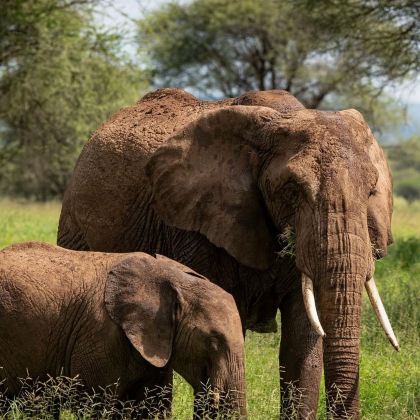 坦桑尼亚9日8晚私家团 坦桑尼亚9日8晚私家团