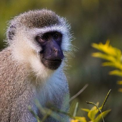卢旺达+Volcanoes National Park3日2晚私家团 卢旺达+Volcanoes National Park3日2晚私家团