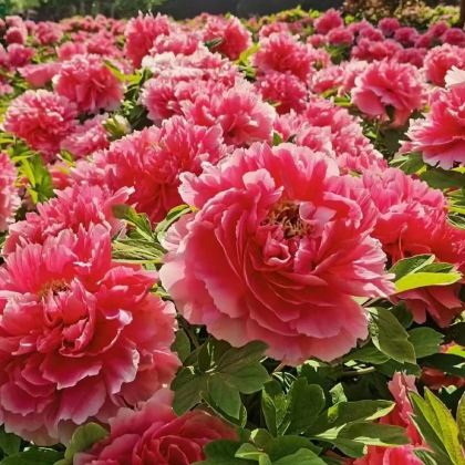 安阳+殷墟+红旗渠+太行大峡谷景区3日2晚私家团 安阳+殷墟+红旗渠+太行大峡谷景区3日2晚私家团