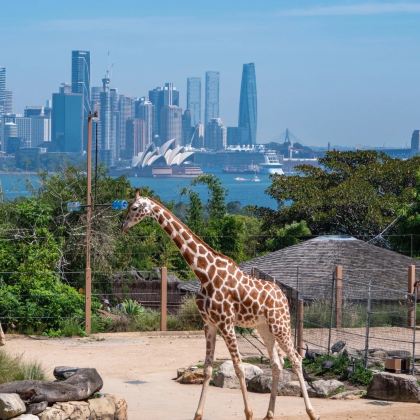 澳大利亚悉尼+新西兰北岛11日8晚私家团 澳大利亚悉尼+新西兰北岛11日8晚私家团