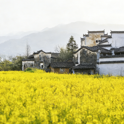黄山+婺源+宏村景区4日3晚跟团游 黄山+婺源+宏村景区4日3晚跟团游