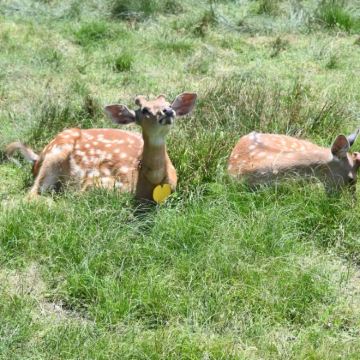 神农架+大九湖国家湿地公园4日3晚私家团 神农架+大九湖国家湿地公园4日3晚私家团