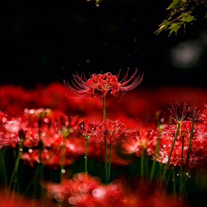 名古屋+新穗高缆车+草津温泉+白骨温泉+彼岸花 巾著田曼珠沙华公园+松本城8日7晚拼小团 名古屋+新穗高缆车+草津温泉+白骨温泉+彼岸花 巾著田曼珠沙华公园+松本城8日7晚拼小团