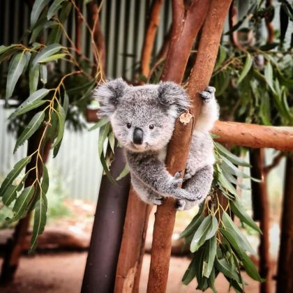澳大利亚墨尔本+凯恩斯+悉尼10日跟团游 澳大利亚墨尔本+凯恩斯+悉尼10日跟团游