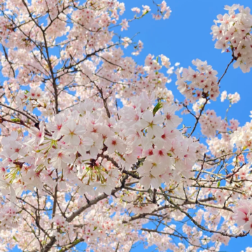 江西庐山2日1晚拼小团 江西庐山2日1晚拼小团
