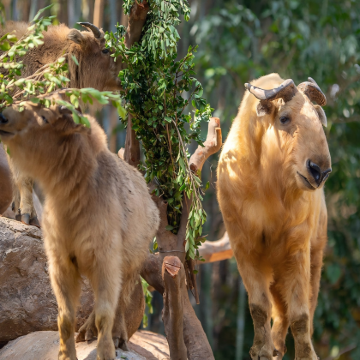 广州长隆+珠海长隆+深圳7日6晚私家团 广州长隆+珠海长隆+深圳7日6晚私家团