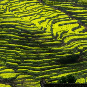 黄山风景区+婺源+宏村景区+九华山风景区6日5晚跟团游 黄山风景区+婺源+宏村景区+九华山风景区6日5晚跟团游