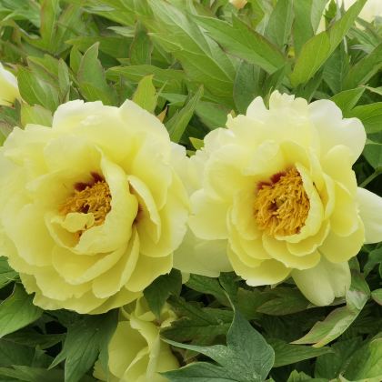 山东菏泽3日2晚私家团 山东菏泽3日2晚私家团