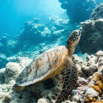 澳大利亚布里斯班+黄金海岸春溪国家公园10日7晚拼小团 澳大利亚布里斯班+黄金海岸春溪国家公园10日7晚拼小团