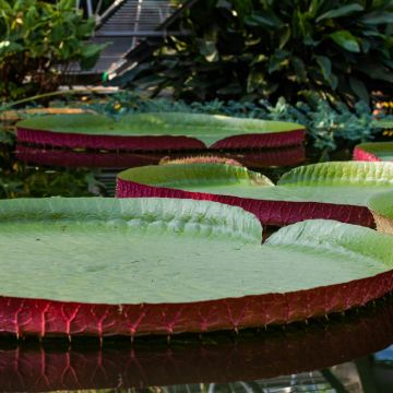 秘鲁伊基托斯3日2晚跟团游 秘鲁伊基托斯3日2晚跟团游