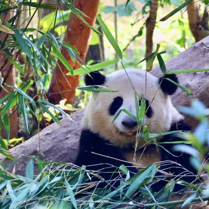 成都+都江堰+青城山+成都大熊猫繁育研究基地6日5晚自由行 成都+都江堰+青城山+成都大熊猫繁育研究基地6日5晚自由行