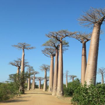 马达加斯加+留尼汪(法属)+毛里求斯+塞舌尔+卡塔尔+埃塞俄比亚20日18晚私家团 马达加斯加+留尼汪(法属)+毛里求斯+塞舌尔+卡塔尔+埃塞俄比亚20日18晚私家团