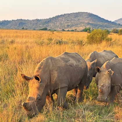 南非10日7晚跟团游 南非10日7晚跟团游