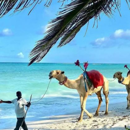 肯尼亚马赛马拉国家公园+纳库鲁+蒙巴萨9日8晚跟团游 肯尼亚马赛马拉国家公园+纳库鲁+蒙巴萨9日8晚跟团游