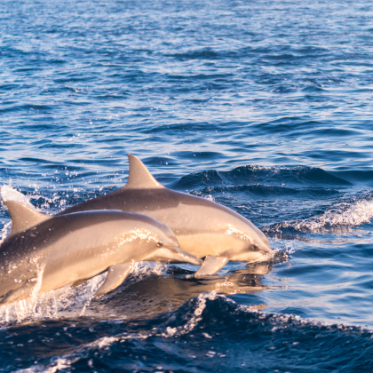 巴厘岛+泗水+赛武千层瀑布+布罗莫火山+佩妮达岛7日6晚拼小团 巴厘岛+泗水+赛武千层瀑布+布罗莫火山+佩妮达岛7日6晚拼小团