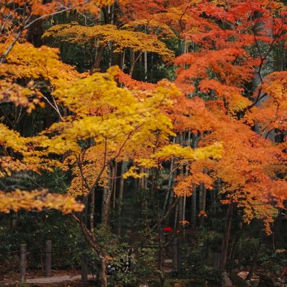 日本大阪+京都+奈良6日5晚私家团 日本大阪+京都+奈良6日5晚私家团