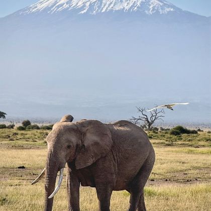 肯尼亚安博塞利+马赛马拉国家公园+Ol Pejeta Conservancy+桑布鲁自然保护区11日9晚私家团 肯尼亚安博塞利+马赛马拉国家公园+Ol Pejeta Conservancy+桑布鲁自然保护区11日9晚私家团