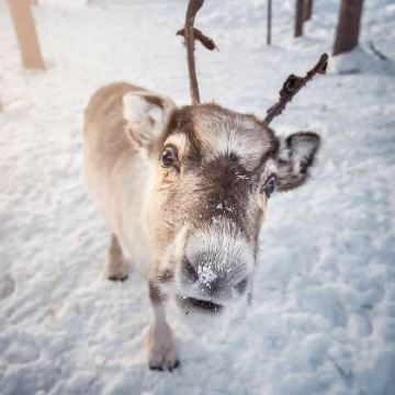 芬兰罗瓦涅米+凯米+列维+赫尔辛基+塔林8日7晚拼小团 芬兰罗瓦涅米+凯米+列维+赫尔辛基+塔林8日7晚拼小团