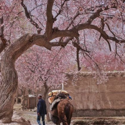 新疆喀什地区+喀什市+白沙山-白沙湖景区+慕士塔格峰+帕米尔高原+盘龙古道5日4晚私家团 新疆喀什地区+喀什市+白沙山-白沙湖景区+慕士塔格峰+帕米尔高原+盘龙古道5日4晚私家团