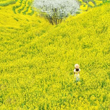 黄山市+宏村景区+呈坎4日3晚自由行 黄山市+宏村景区+呈坎4日3晚自由行