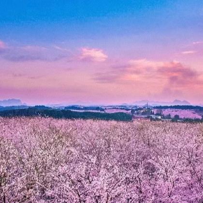 贵州贵阳+红枫湖平坝万亩樱花园+百里杜鹃风景区7日6晚私家团