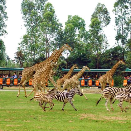 广州长隆+珠海长隆+汕头+潮州+南澳岛+潮汕地区8日7晚私家团 广州长隆+珠海长隆+汕头+潮州+南澳岛+潮汕地区8日7晚私家团