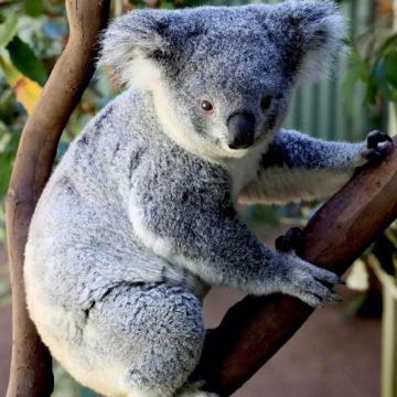 澳大利亚悉尼+蓝山国家公园+杰林冈6日5晚拼小团 澳大利亚悉尼+蓝山国家公园+杰林冈6日5晚拼小团