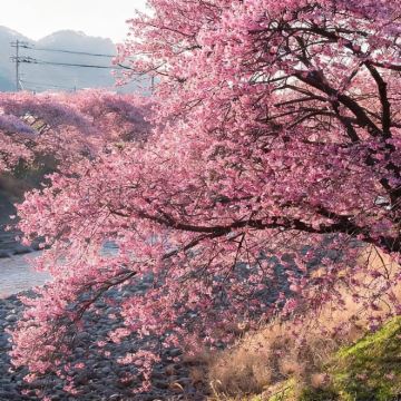 日本九州5日4晚私家团 日本九州5日4晚私家团
