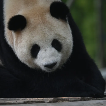 唐家河自然风景区+剑门关6日5晚跟团游 唐家河自然风景区+剑门关6日5晚跟团游