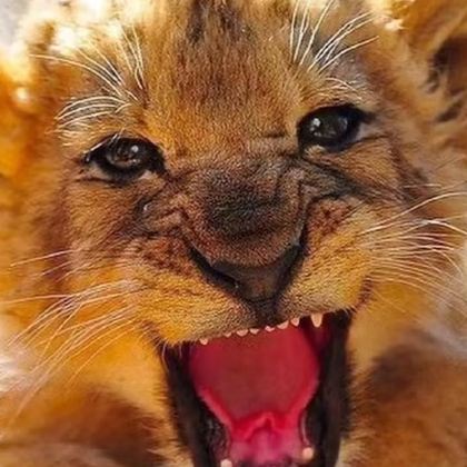 肯尼亚+坦桑尼亚13日10晚私家团 肯尼亚+坦桑尼亚13日10晚私家团