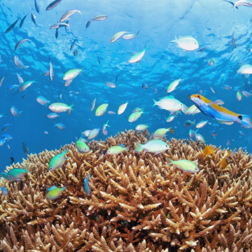 凯恩斯+墨尔本+黄金海岸+悉尼10日8晚私家团 凯恩斯+墨尔本+黄金海岸+悉尼10日8晚私家团