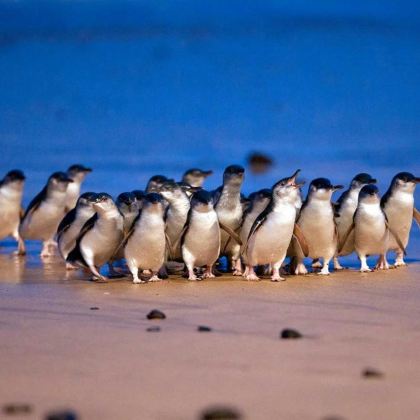 澳大利亚墨尔本4日3晚自由行 澳大利亚墨尔本4日3晚自由行