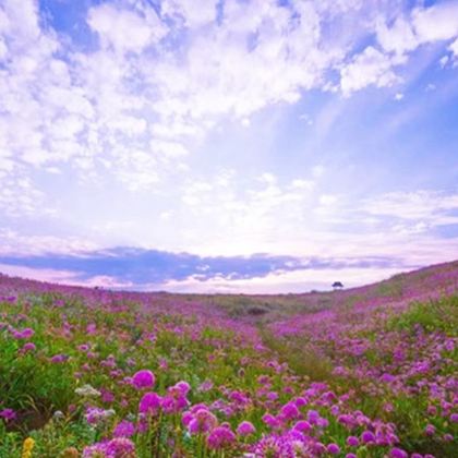 贵州毕节+阿西里西韭菜坪+阿西里西大草原+百里杜鹃风景区5日4晚私家团 贵州毕节+阿西里西韭菜坪+阿西里西大草原+百里杜鹃风景区5日4晚私家团