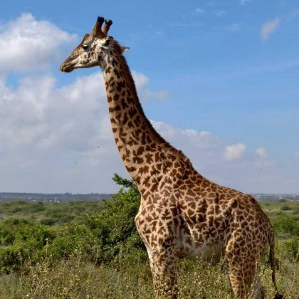 肯尼亚内罗毕+奈瓦沙+纳库鲁+马赛马拉国家公园+安博塞利8日7晚拼小团 肯尼亚内罗毕+奈瓦沙+纳库鲁+马赛马拉国家公园+安博塞利8日7晚拼小团