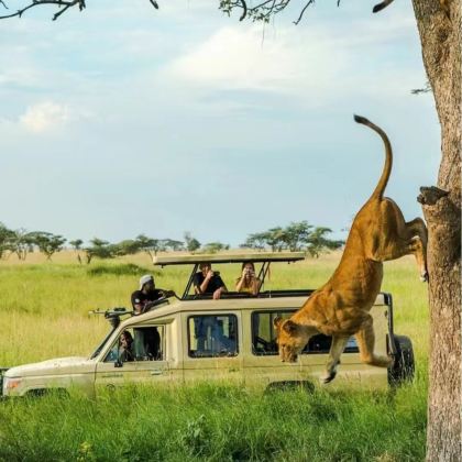 户外探索·肯尼亚安博塞利+马赛马拉国家公园+纳库鲁10日7晚跟团游