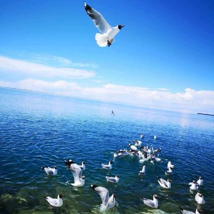青海湖+张掖七彩丹霞旅游景区+卓尔山7日6晚私家团 青海湖+张掖七彩丹霞旅游景区+卓尔山7日6晚私家团