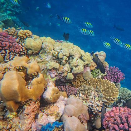 龙目岛+吉利群岛+科莫多5日4晚私家团 龙目岛+吉利群岛+科莫多5日4晚私家团