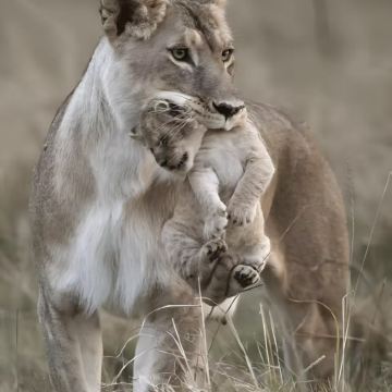 坦桑尼亚12日10晚私家团 坦桑尼亚12日10晚私家团