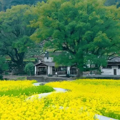 江西九江+庐山风景名胜区+婺源+三清山风景区+望仙谷+景德镇5日4晚跟团游 江西九江+庐山风景名胜区+婺源+三清山风景区+望仙谷+景德镇5日4晚跟团游