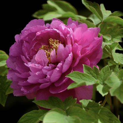 河南郑州+洛阳+开封4日3晚跟团游 河南郑州+洛阳+开封4日3晚跟团游