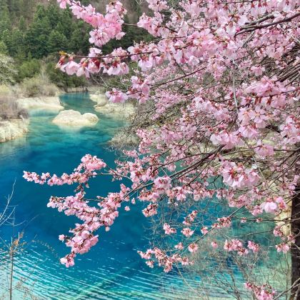 成都+九寨沟+黄龙风景名胜区+峨眉山+乐山大佛7日6晚跟团游 成都+九寨沟+黄龙风景名胜区+峨眉山+乐山大佛7日6晚跟团游