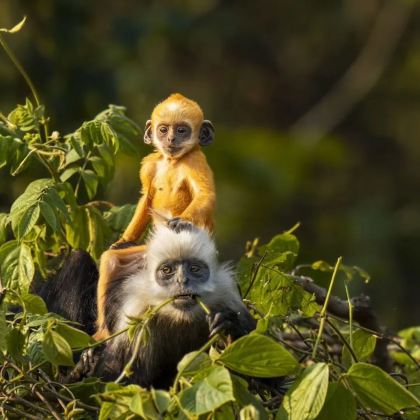 广西南宁+峒那屿湾景区+明仕田园+德天瀑布+古龙山大峡谷+白头叶猴生态旅游区+钦州+三娘湾5日4晚拼小团 广西南宁+峒那屿湾景区+明仕田园+德天瀑布+古龙山大峡谷+白头叶猴生态旅游区+钦州+三娘湾5日4晚拼小团