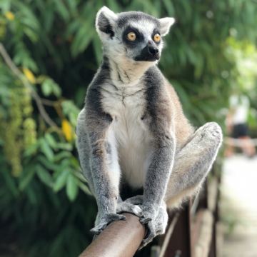 马达加斯加+留尼汪(法属)+毛里求斯+塞舌尔15日13晚私家团 马达加斯加+留尼汪(法属)+毛里求斯+塞舌尔15日13晚私家团