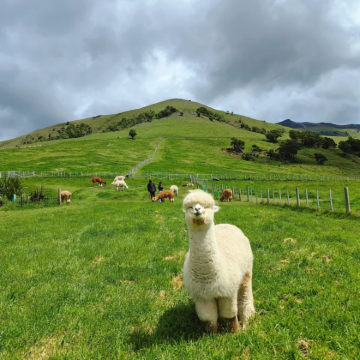澳大利亚+新西兰13日11晚跟团游 澳大利亚+新西兰13日11晚跟团游