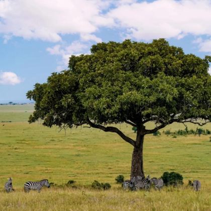 肯尼亚+坦桑尼亚11日10晚私家团 肯尼亚+坦桑尼亚11日10晚私家团