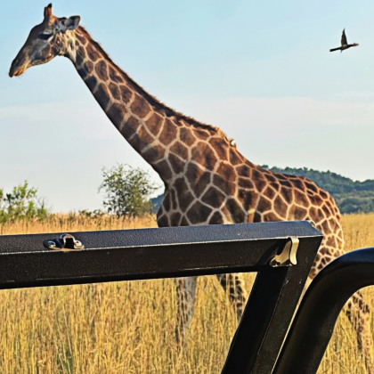 南非开普敦+约翰内斯堡+太阳城+比勒陀利亚10日7晚跟团游 南非开普敦+约翰内斯堡+太阳城+比勒陀利亚10日7晚跟团游