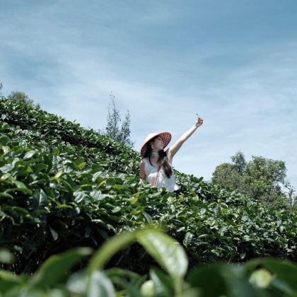 西双版纳+普洱+景迈山茶林文化景区6日5晚拼小团 西双版纳+普洱+景迈山茶林文化景区6日5晚拼小团