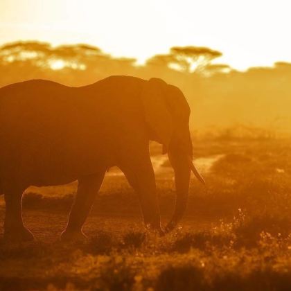 肯尼亚马赛马拉国家公园+肯尼亚山+奈瓦沙9日8晚私家团 肯尼亚马赛马拉国家公园+肯尼亚山+奈瓦沙9日8晚私家团
