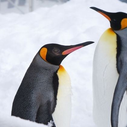 日本北海道札幌+旭川+富良野6日5晚私家团 日本北海道札幌+旭川+富良野6日5晚私家团