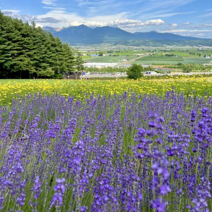 日本富良野6日5晚私家团 日本富良野6日5晚私家团